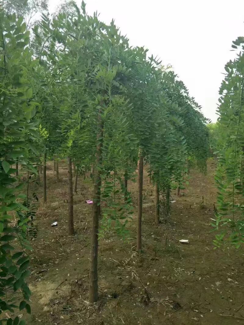 博野县 众泰 苗圃场